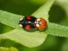 Harmonia axyridis